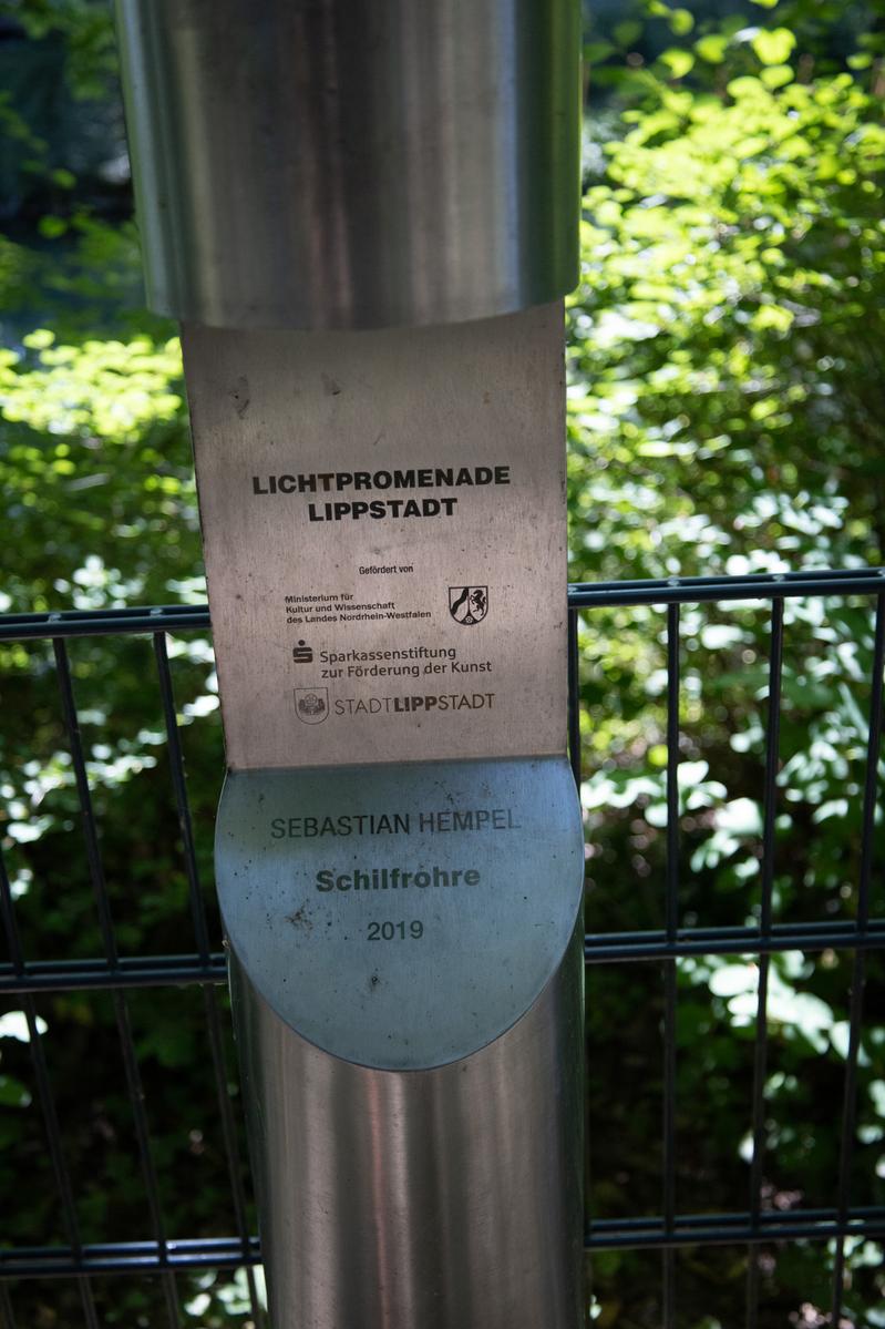 Schilfrohre