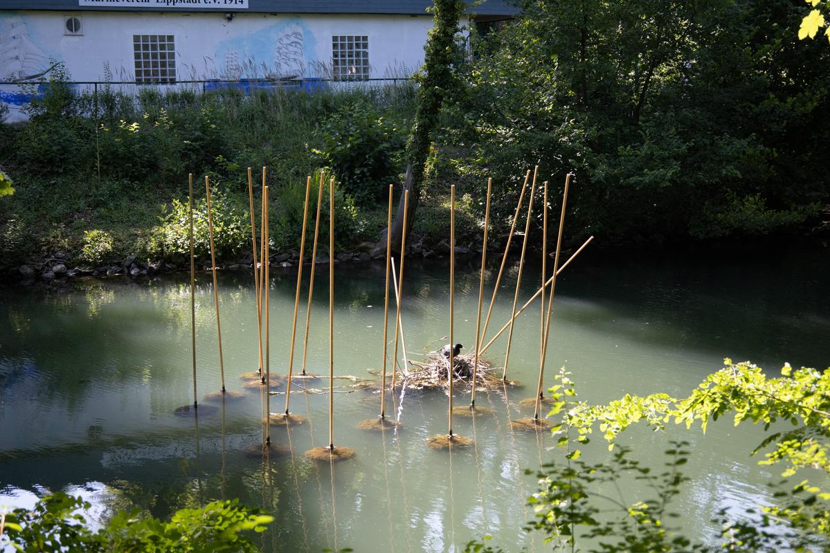 Schilfrohre