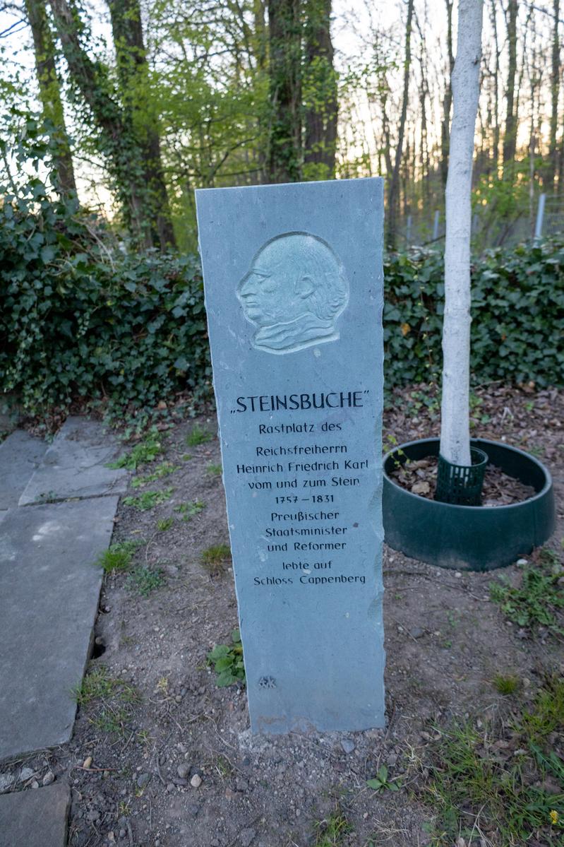 Steinsbuche