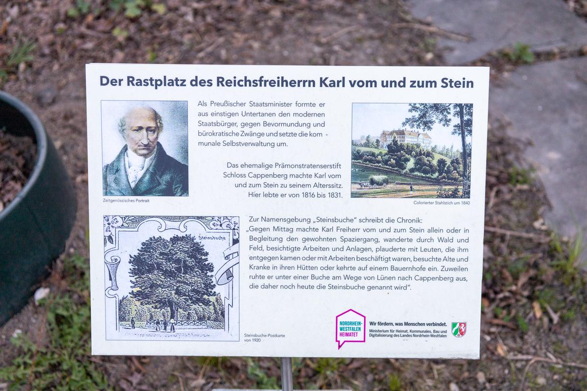 Steinsbuche