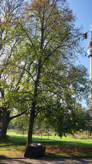 Moltke-Denkmal