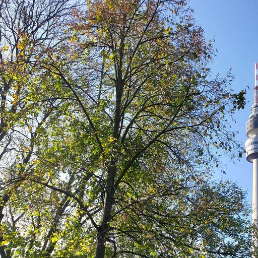 Moltke-Denkmal von Künstler:in unbekannt