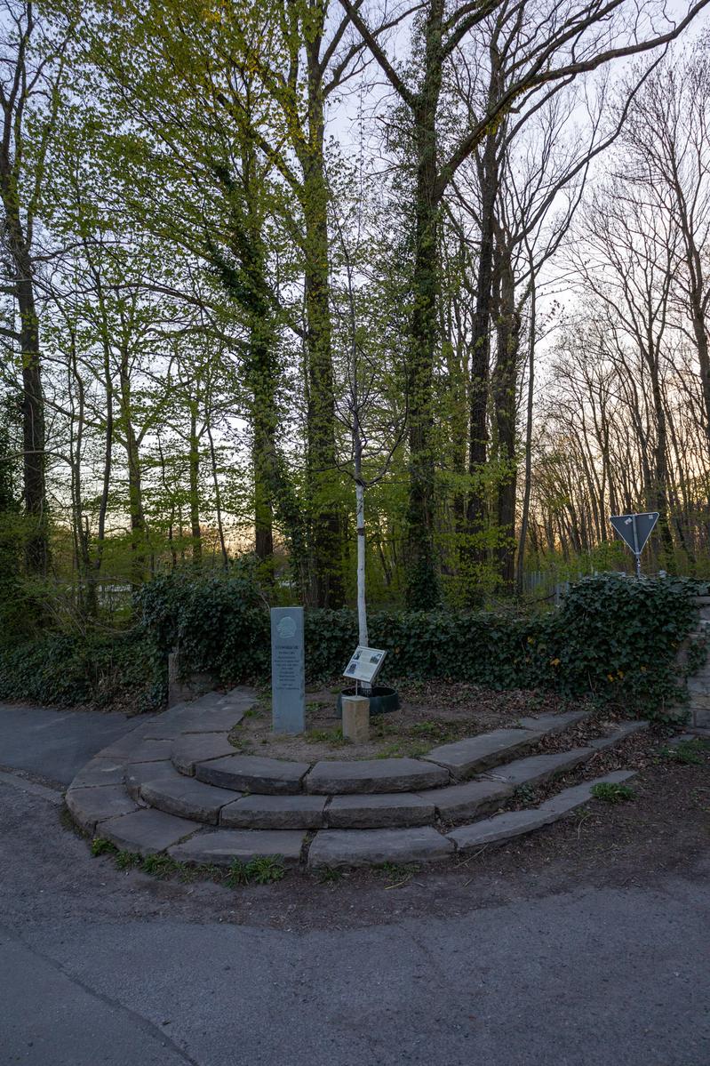 Steinsbuche